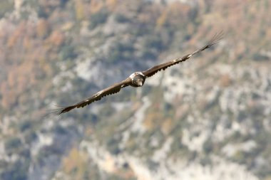Akbaba. Gypaetus barbatus. Çöpçü.