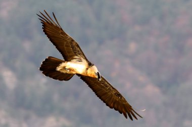 Akbaba. Gypaetus barbatus. Çöpçü.