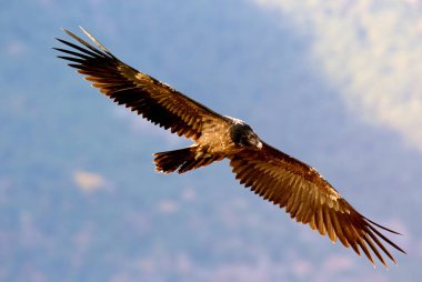 Akbaba. Gypaetus barbatus. Çöpçü.