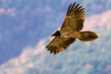 Akbaba. Gypaetus barbatus. Çöpçü.