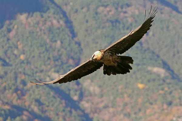 Akbaba. Gypaetus barbatus. Çöpçü.