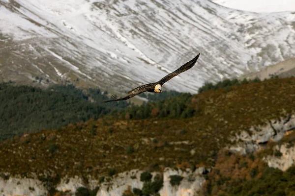 Lammergeier Gypaetus Barbatus Escavador — Fotografia de Stock