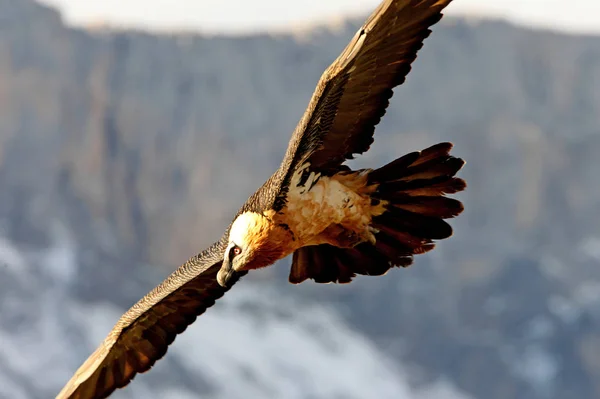 Bradatý Gypaetus Barbatus Mrchožrout — Stock fotografie