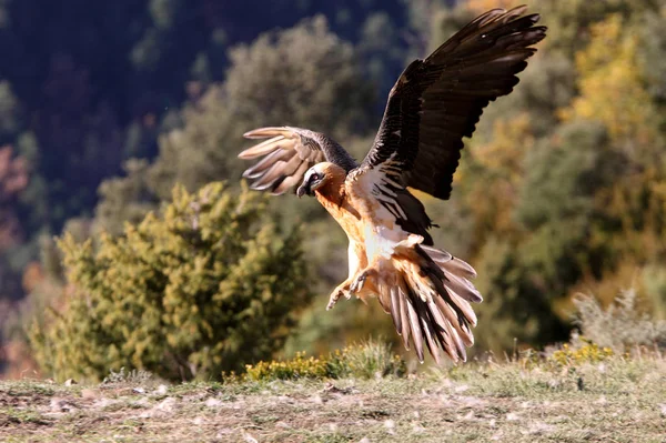 Lammergeier Gypaetus Barbatus Escavador — Fotografia de Stock