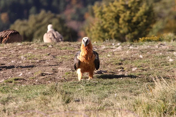 Lammergeier Gypaetus Barbatus Aasfresser — Stockfoto