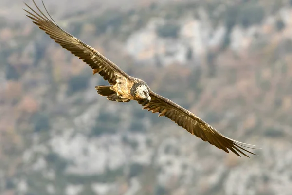 Lammergeier Gypaetus Barbatus Escavador — Fotografia de Stock