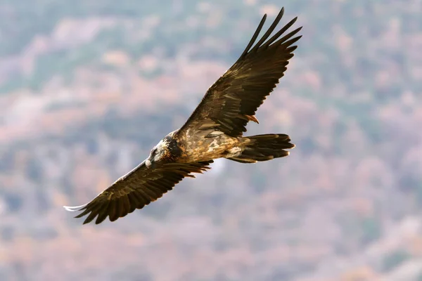 Bradatý Gypaetus Barbatus Mrchožrout — Stock fotografie