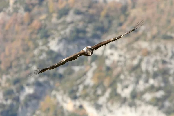 Lammergeier Gypaetus Barbatus Zamiatacz Ulic — Zdjęcie stockowe