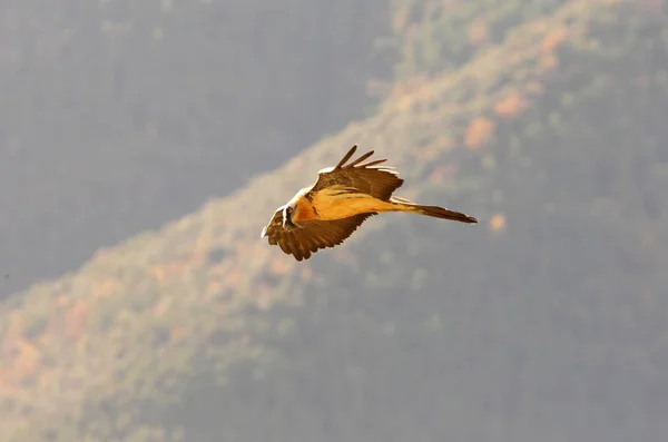 Bradatý Gypaetus Barbatus Mrchožrout — Stock fotografie