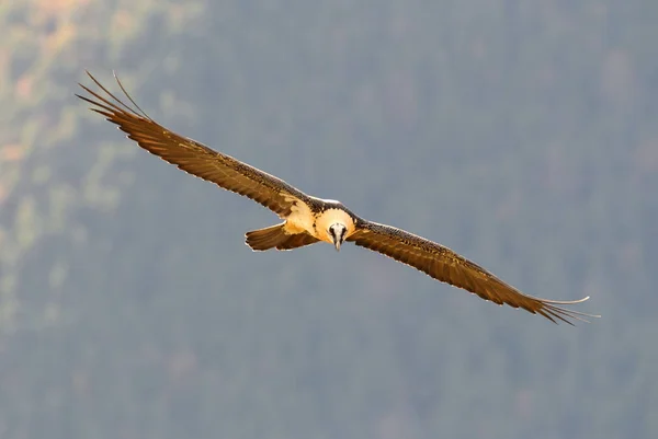 Bradatý Gypaetus Barbatus Mrchožrout — Stock fotografie