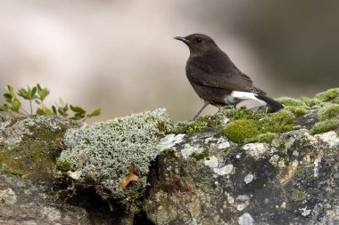 Siyah kuyrukkakan. Oenanthe leucura