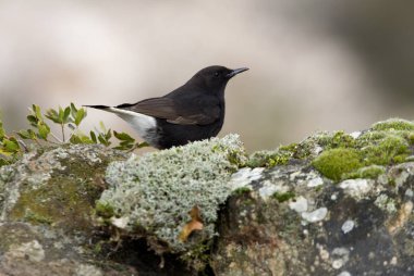 Siyah kuyrukkakan. Oenanthe leucura