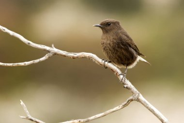 Siyah kuyrukkakan. Oenanthe leucura