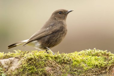 Siyah kuyrukkakan. Oenanthe leucura