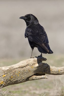 Leş kargası. Corvus corone