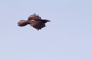 Ortak kuzgun. Corvus corax