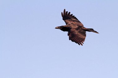 Ortak kuzgun. Corvus corax