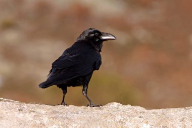 Ortak kuzgun. Corvus corax
