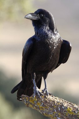 Ortak kuzgun. Corvus corax