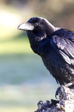 Ortak kuzgun. Corvus corax