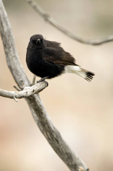 Siyah Kuyrukkakan Oenanthe Leucura — Stok fotoğraf