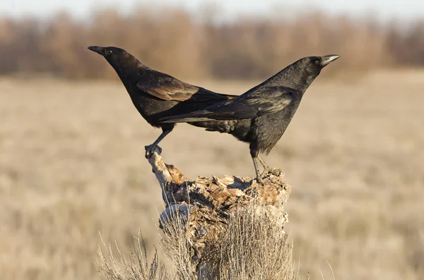 Aaskrähe Corvus Corone — Stockfoto