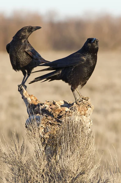 Zwarte Kraai Corvus Corone — Stockfoto