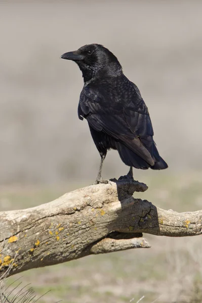 Zwarte Kraai Corvus Corone — Stockfoto