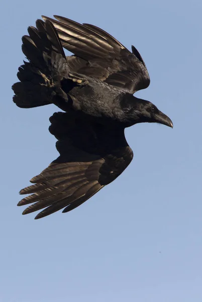 Gemeenschappelijke Raaf Corvus Corax — Stockfoto