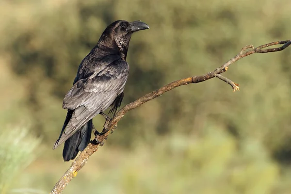 Cuervo Común Corvus Corax —  Fotos de Stock