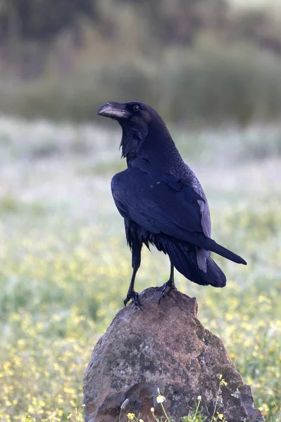 Cuervo Común Corvus Corax —  Fotos de Stock