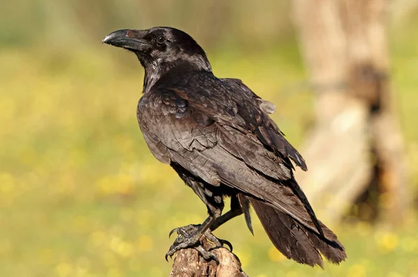 Gemeiner Rabe Corvus Corax — Stockfoto