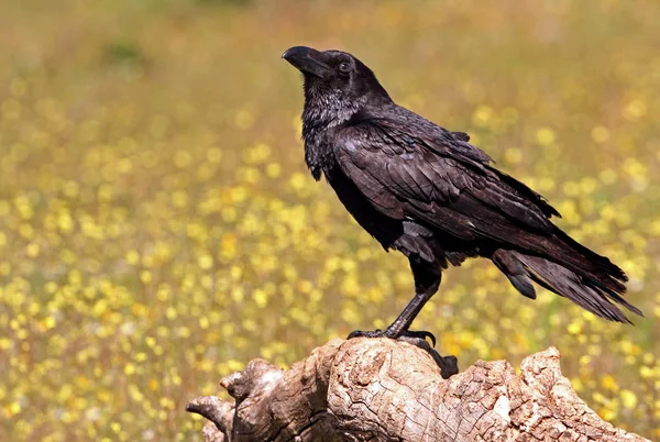 Gemeiner Rabe Corvus Corax — Stockfoto