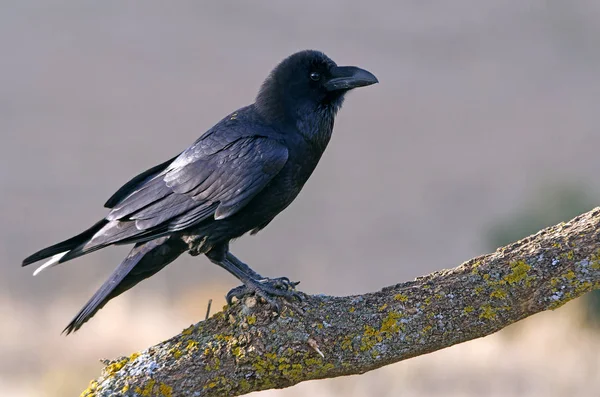 Corvo Comum Corvus Corax — Fotografia de Stock