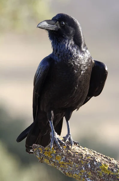 Corvo Comune Corvus Corax — Foto Stock