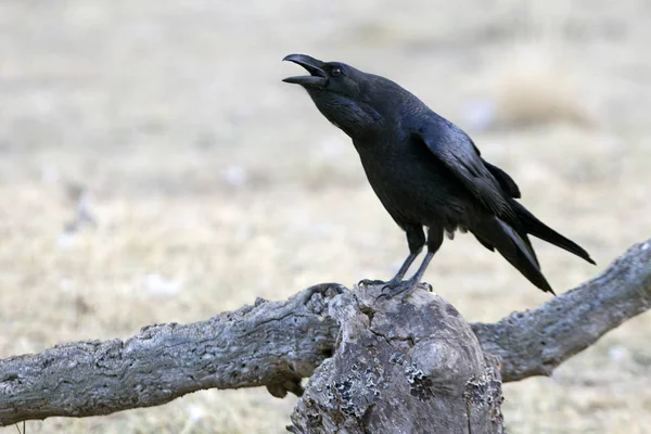 Cuervo Común Corvus Corax — Foto de Stock