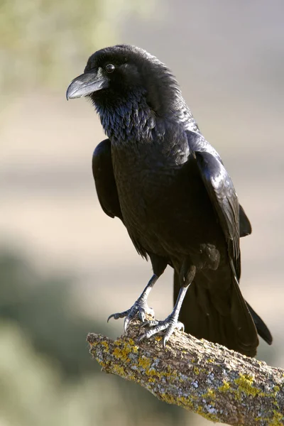 Cuervo Común Corvus Corax — Foto de Stock