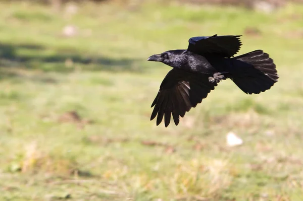 Vanliga Raven Corvus Corax — Stockfoto