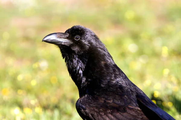 Corvo Comum Corvus Corax — Fotografia de Stock