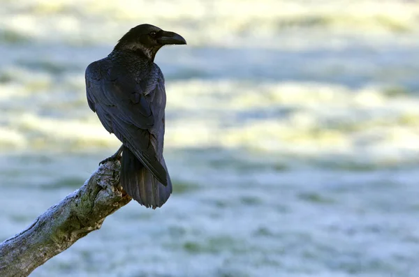 Ortak kuzgun. Corvus corax