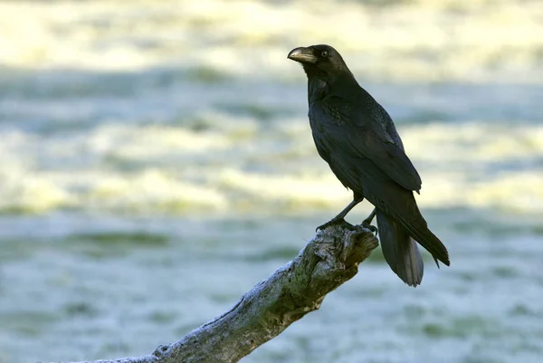 Обычный Ворон Corvus Corax — стоковое фото