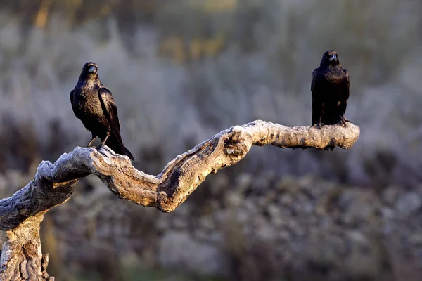 Corvo Comum Corvus Corax — Fotografia de Stock