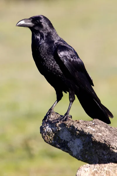 Gemeiner Rabe Corvus Corax — Stockfoto