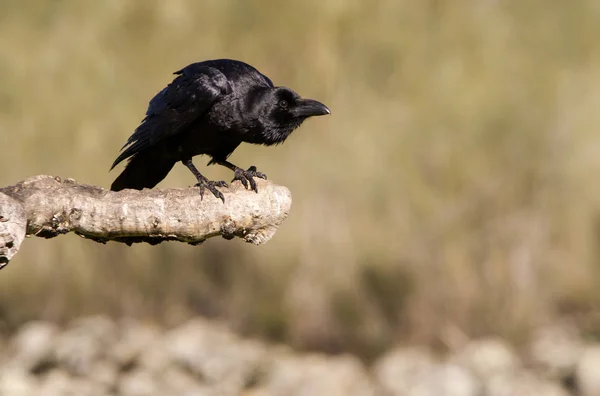 Gemeenschappelijke Raaf Corvus Corax — Stockfoto