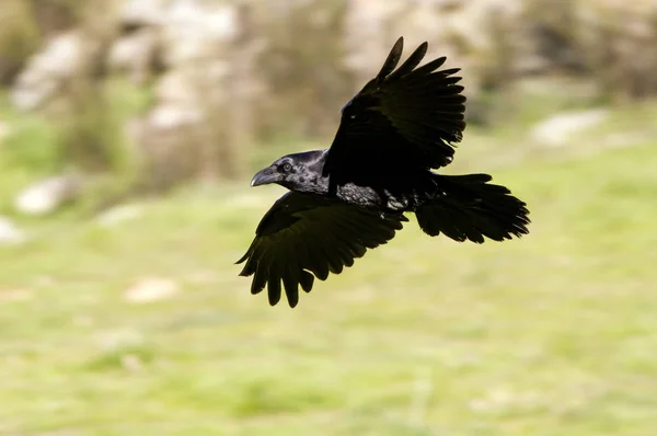 Vanliga Raven Corvus Corax — Stockfoto