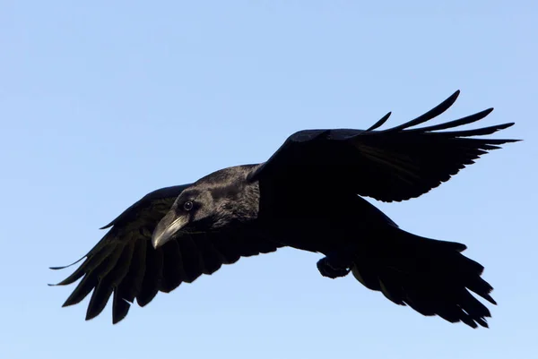 Vanliga Raven Corvus Corax — Stockfoto