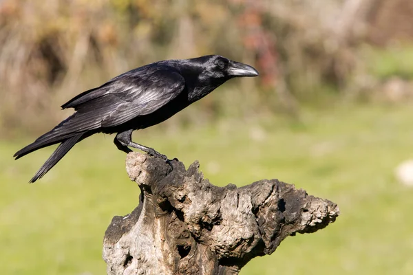 Vanliga Raven Corvus Corax — Stockfoto