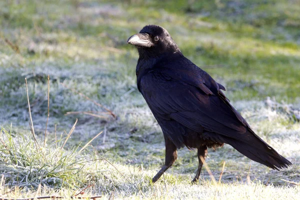 Обычный Ворон Corvus Corax — стоковое фото