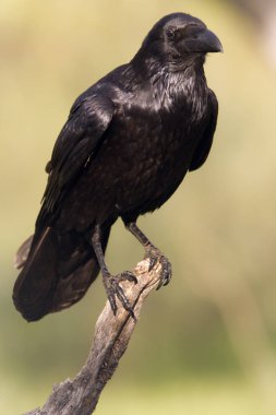 Common raven. Corvus corax clipart