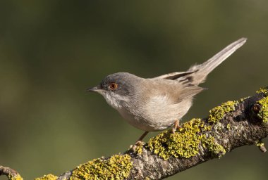 Maskeli ötleğen. Sylvia melanocephala